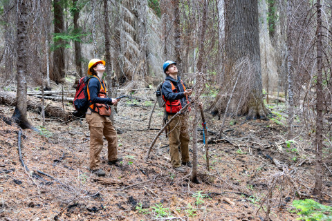 Fire History Project 2026