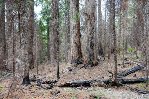 Fire History Project 2026
