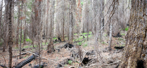 Fire History Project 2026