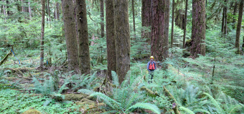 researcher in old growth forest stand