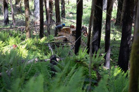 Fire History Project 2026