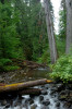 Lookout Creek OG005