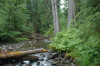 Lookout Creek OG006