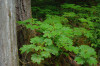Lookout Creek OG008