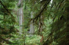 Lookout Creek OG012