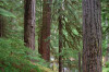 Lookout Creek OG013