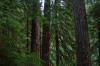 Lookout Creek OG015