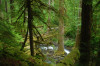 Lookout Creek OG017