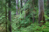 Lookout Creek OG019
