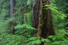 Lookout Creek OG020