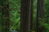 Lookout Creek OG021