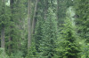 Lookout Creek OG026