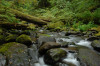 Mack Creek old growth000