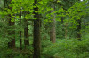 Mack Creek old growth002