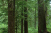 Mack Creek old growth003