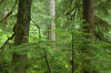Mack Creek old growth008