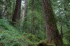 Mack Creek old growth013