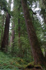 Mack Creek old growth015
