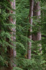 Mack Creek old growth018