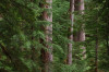 Mack Creek old growth021