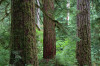 Mack Creek old growth026