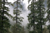 OG Lookout Cr HJA EXP031