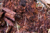 Phenology Pulse Field Day June 2011