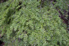 Phenology Pulse Field Day June 2011