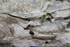Phenology Pulse Field Day June 2011