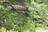 Phenology Pulse Field Day June 2011