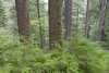 Phenology Pulse Field Day June 2011