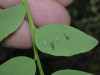 Phenology Pulse Field Day June 2011