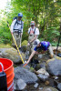 sampling fish and salamanders