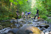 sampling fish and salamanders