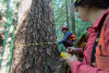 Pacific Northwest Permanent Sample Plot Program, Field work 2018