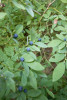 Pacific Northwest Permanent Sample Plot Program, Field work 2018