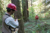 Pacific Northwest Permanent Sample Plot Program, Field work 2018