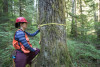 Pacific Northwest Permanent Sample Plot Program, Field work 2018