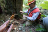 Pacific Northwest Permanent Sample Plot Program, Field work 2018