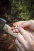 Pacific Northwest Permanent Sample Plot Program, Field work 2018