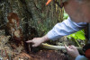 Pacific Northwest Permanent Sample Plot Program, Field work 2018