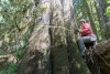 Pacific Northwest Permanent Sample Plot Program, Field work 2018