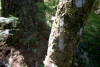 Pacific Northwest Permanent Sample Plot Program, Field work 2018
