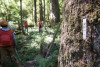 Pacific Northwest Permanent Sample Plot Program, Field work 2018