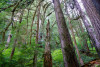 Pacific Northwest Permanent Sample Plot Program, Field work 2018