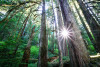 Pacific Northwest Permanent Sample Plot Program, Field work 2018