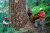 Pacific Northwest Permanent Sample Plot Program, Field work 2018