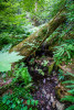 Pacific Northwest Permanent Sample Plot Program, Field work 2018