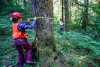 Pacific Northwest Permanent Sample Plot Program, Field work 2018