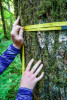 Pacific Northwest Permanent Sample Plot Program, Field work 2018